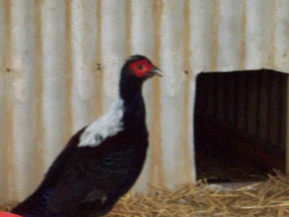 Chickens036.jpg