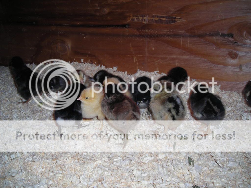 Picture185.jpg