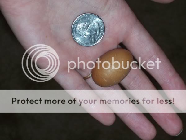 ittybittyegg.jpg