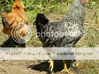 roosterhen2.jpg