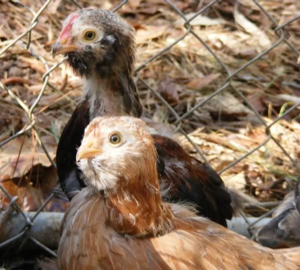 chicks110109002.jpg