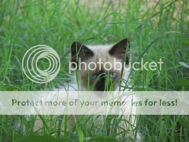 kitten3.jpg