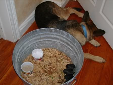 Rex-with-new-babychicks3.jpg