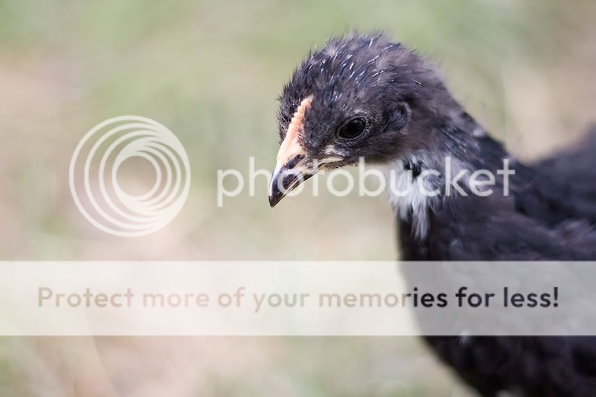 blackchicken.jpg