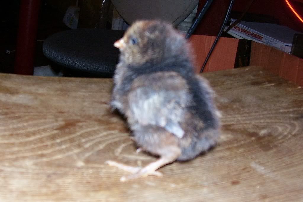 chixbrown1.jpg