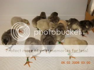 BroodyHatch005.jpg