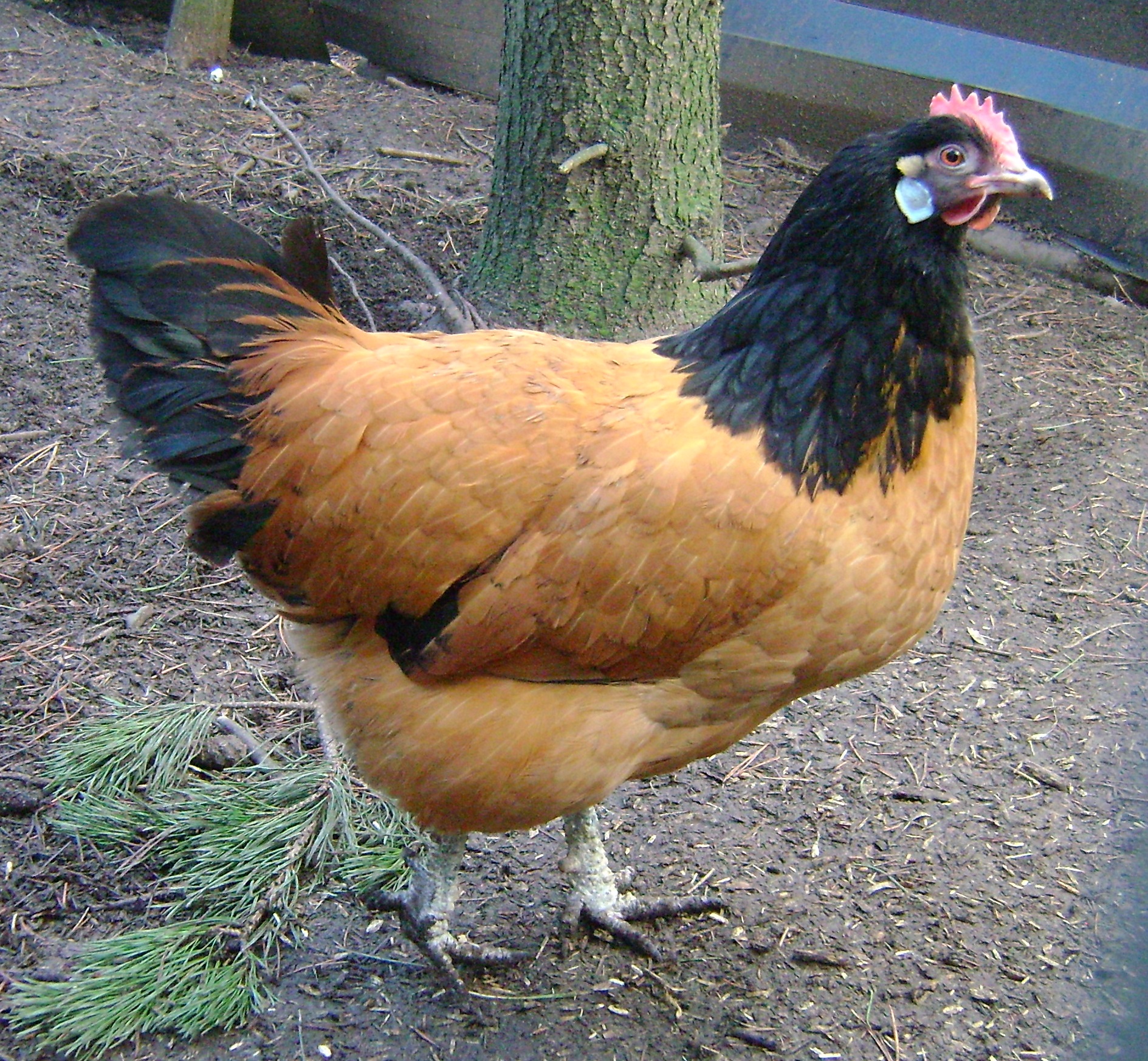 vorwerk_chickens_vorwerk_hen_c27b3eb97e614c89d4b14644.jpg