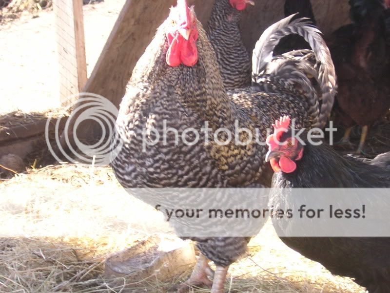 AnderbergsEggsandchickens004.jpg