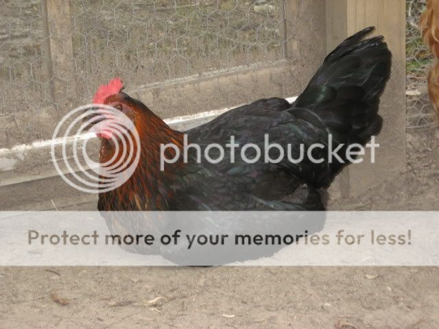 IMG_0725.jpg