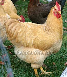 BuffRockCkl2.JPEG