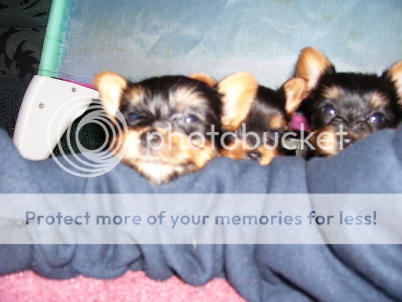 Puppies021.jpg