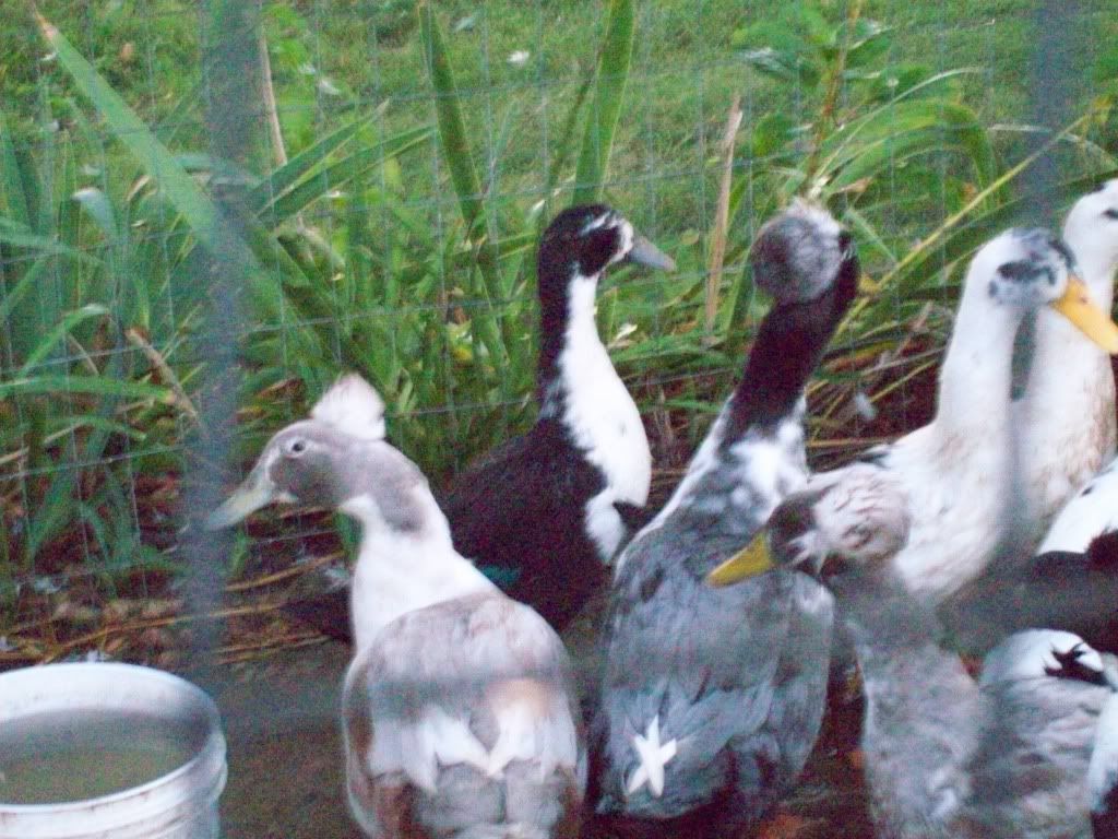 Mypics3-08-2011009.jpg