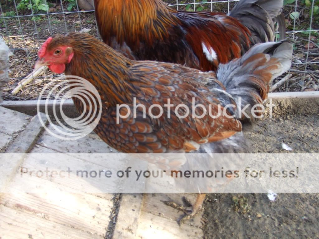 BlueHen.jpg
