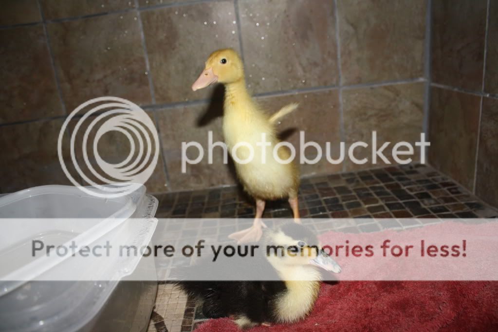 duckies041.jpg
