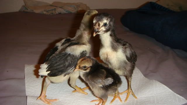 featherfeet006.jpg