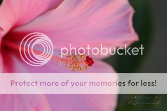 Flowers016-1.jpg