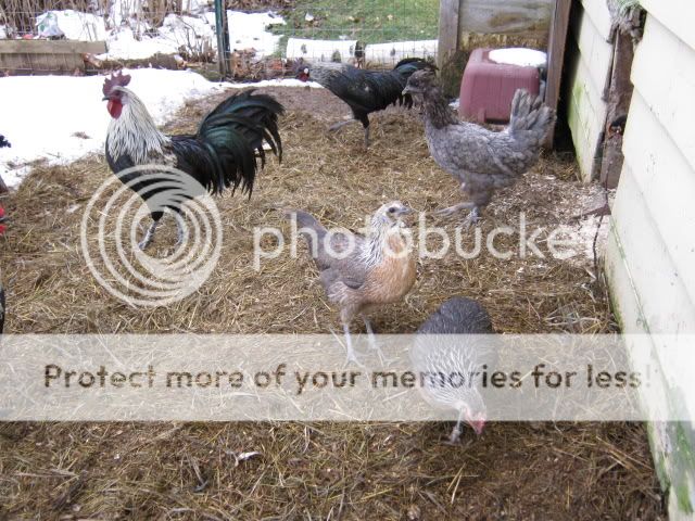 IMG_0153.jpg