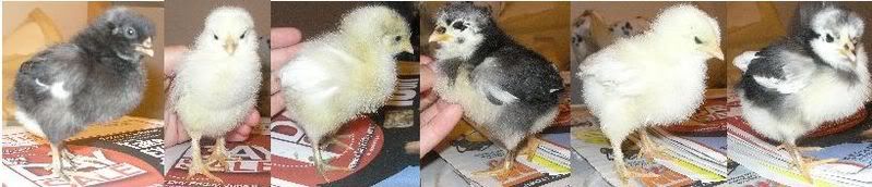 MyChickypoos.jpg