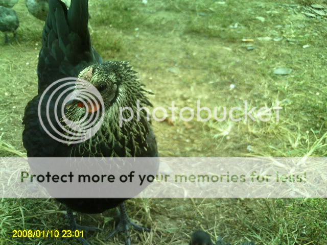 PICT0056.jpg