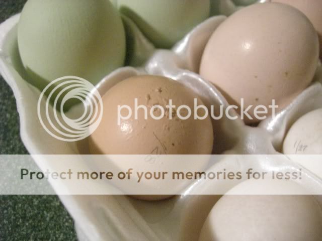 Eggs2009013.jpg