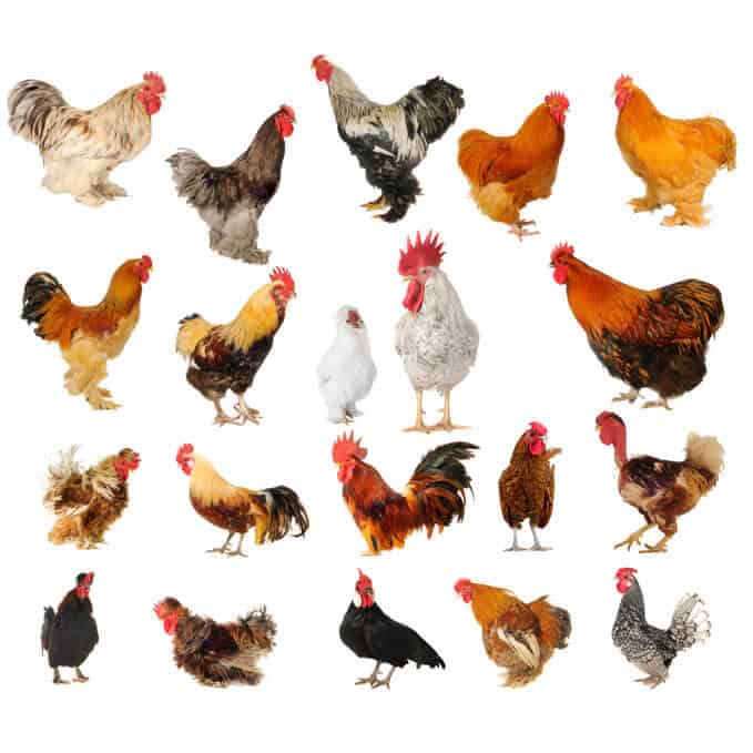 Chicken-Pickin-1011.jpg