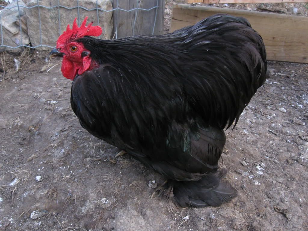 chickens010.jpg