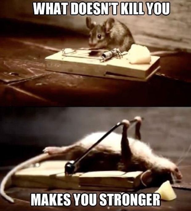 what-doesnt-kill-you-funny-mouse-meme.jpg