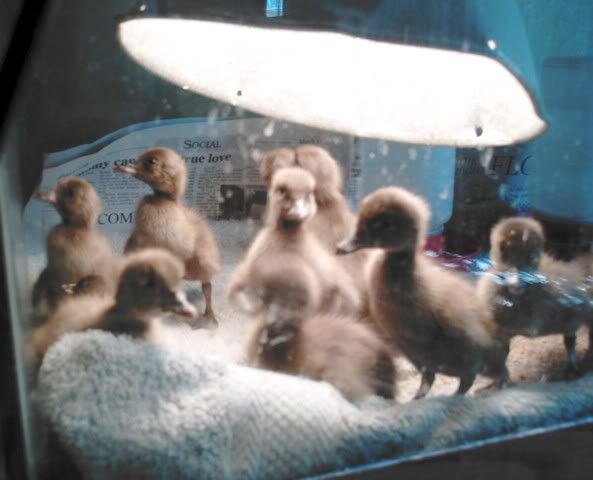 KHAKIDUCKLINGS1.jpg