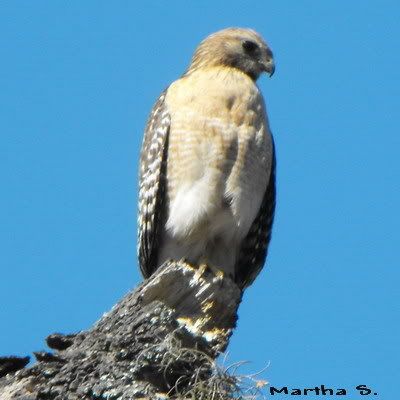 bird2.jpg