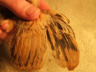TSCChicks41609035.jpg