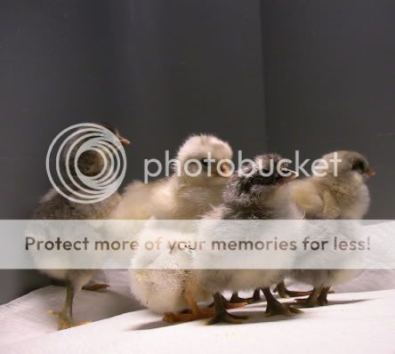 junechicks6.jpg