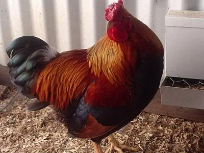 maccas_partridge_wyandotte_rooster_.jpg