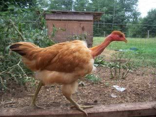 100_2824.jpg