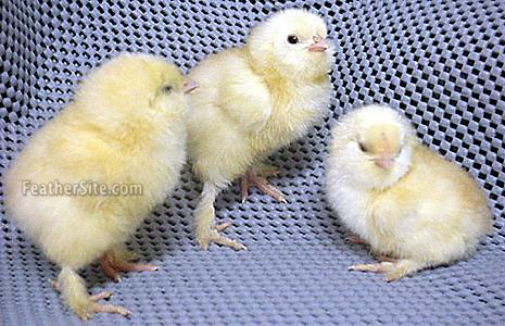 SalmonFavChix.JPEG