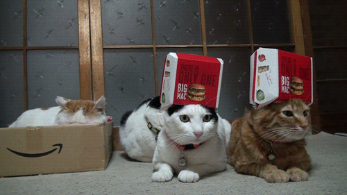 tumblr_lzqc1a8TFC1qi0kfro1_500.gif