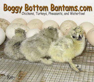 bbbsilkychicks1.png