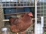 Petunia-1.jpg