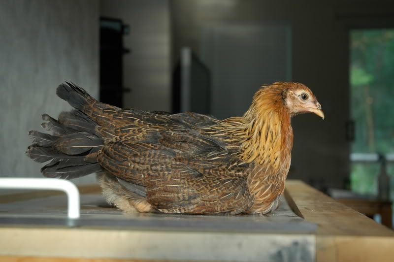 Chickens005.jpg