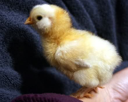 ChickColor1.jpg
