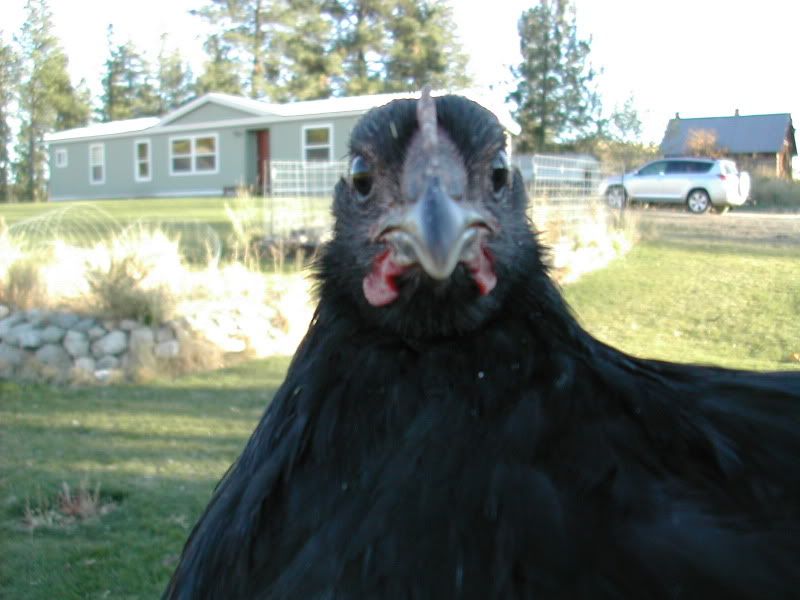 Picture018.jpg