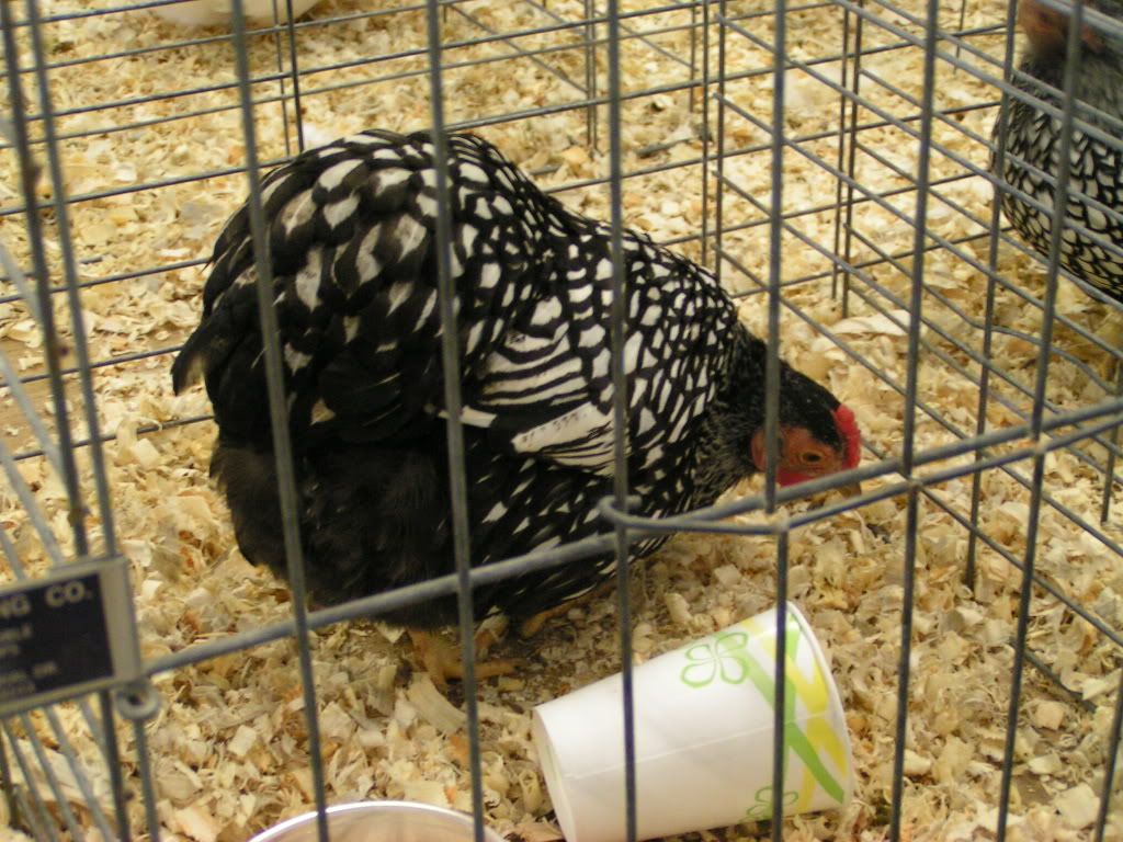 PICT0469.jpg