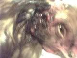 chickeninjury1.jpg