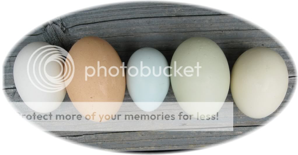 eggs.jpg