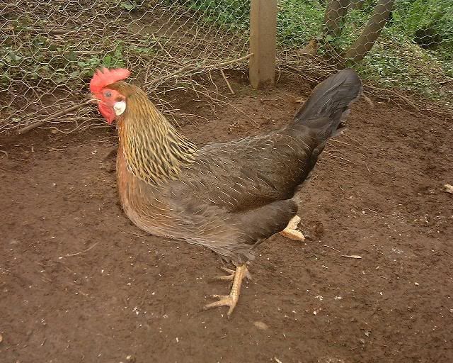 brownleghornhen.jpg