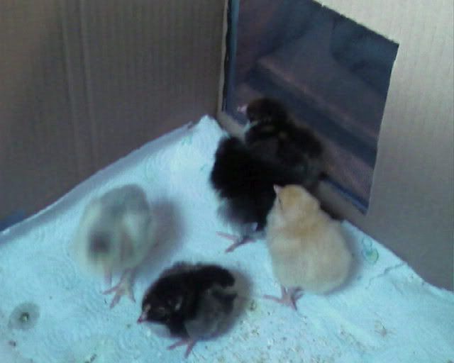 chickens2.jpg
