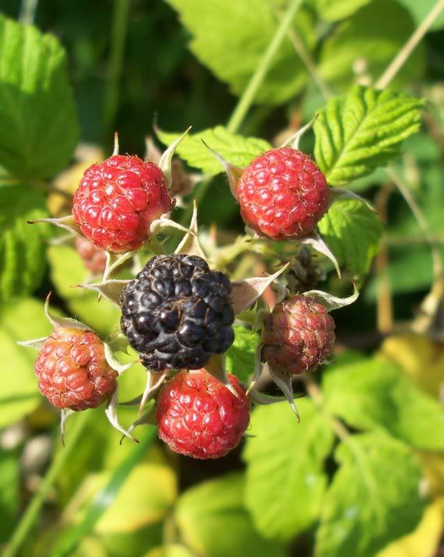berry.jpg