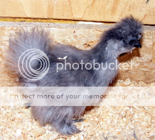 chicks012.jpg
