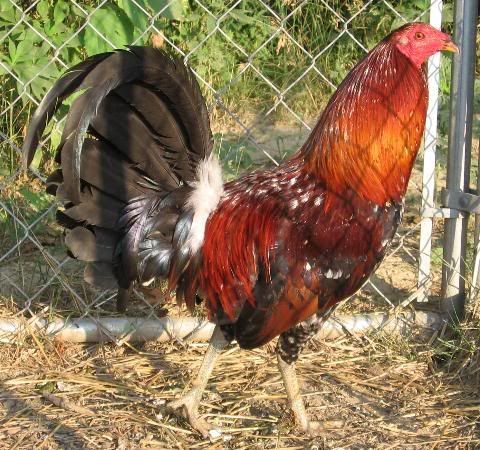 batesrooster-Copy.jpg