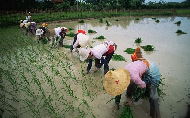 Paddy-fields_china_2517732b.jpg