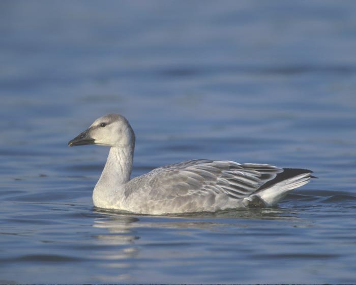 00155s06SnowGoose.jpg